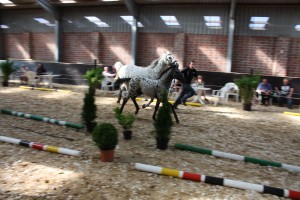 IMG_8270