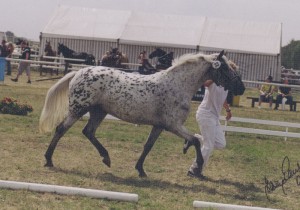 Tasmania Tarmstedt2006