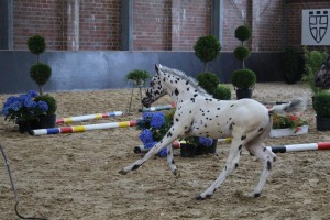 IMG_0671-1