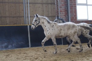 IMG_0087-1