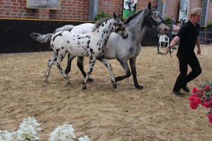 IMG_0288-1