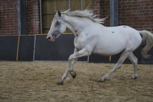 IMG_0780-1