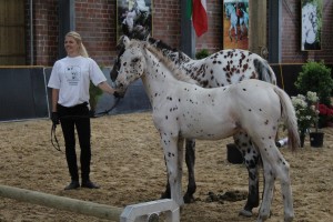 IMG_0374-1
