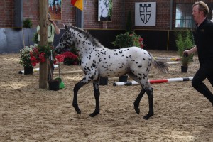 IMG_0526-1