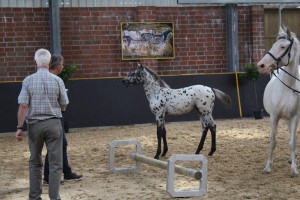IMG_0536-1