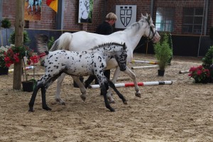 IMG_0537-1