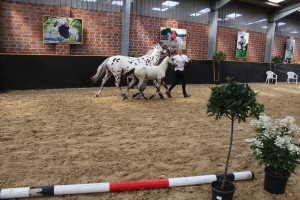 IMG_0314-1