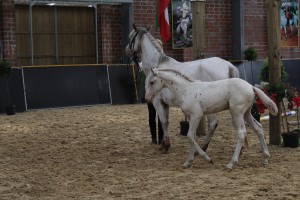 IMG_0429-1