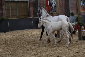 IMG_0430-1