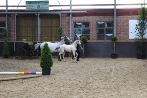 IMG_4138-1