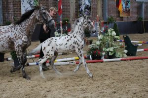 IMG_4484-1