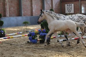 IMG_0711-1