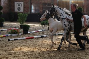 IMG_0771-1