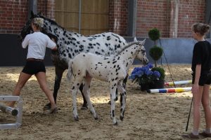 IMG_0655-1