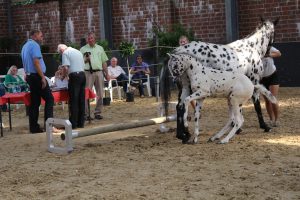 IMG_0656-1