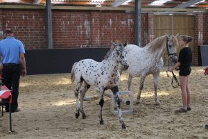 IMG_0719-1