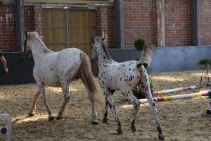 IMG_0729-1