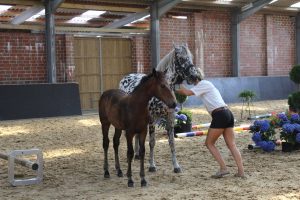 IMG_0735-1