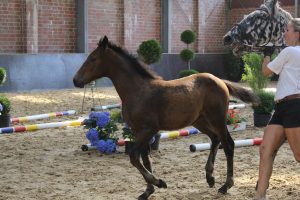IMG_0744-1