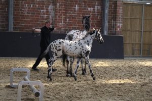IMG_0801-1