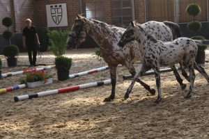 IMG_0808-1