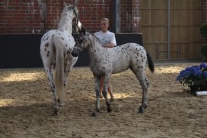 IMG_0813-1