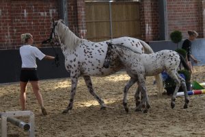 IMG_0818-1