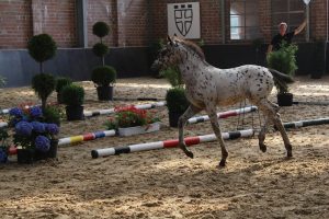 IMG_0823-1