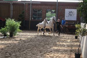 IMG_7895-1