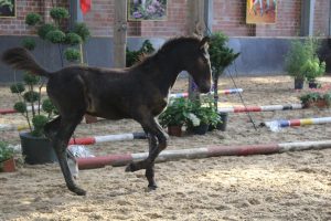 IMG_7948-1