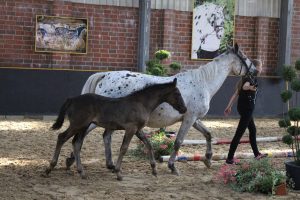 IMG_7847-1