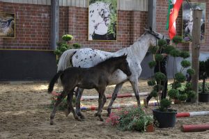 IMG_7849-1