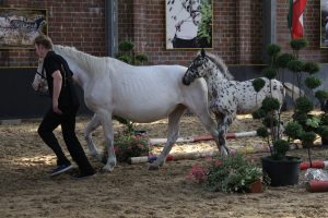 IMG_7959-1