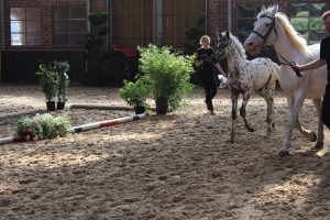 IMG_7970-1