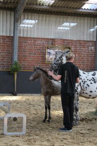 IMG_7985-1