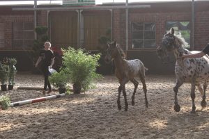 IMG_7996-1